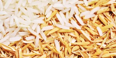 Rice Hull